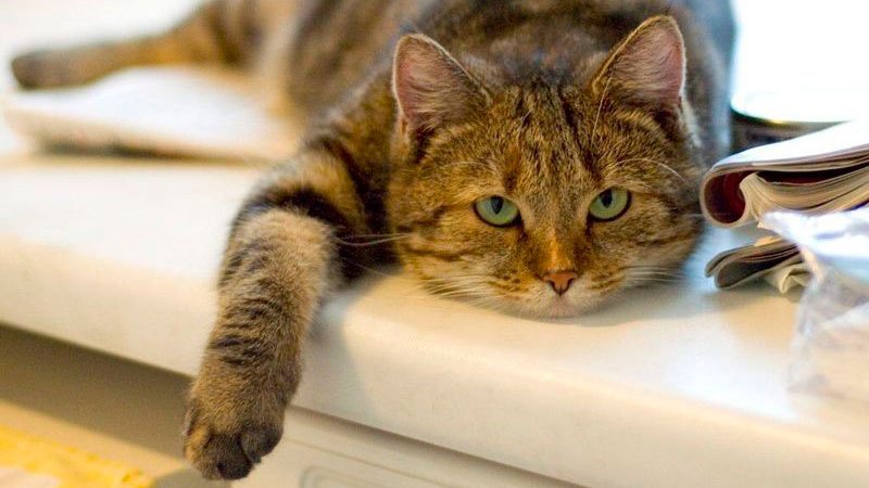 підвіконники