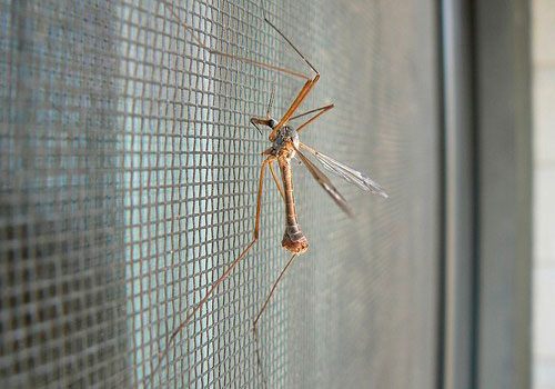 Москітні сітки івано-франківськ